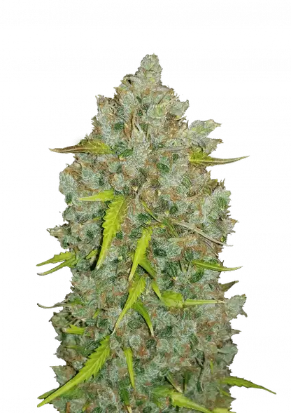 FastBuds BubbleGum (Auto) 3 Stück