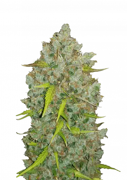 FastBuds BubbleGum (Auto) 3 Stück