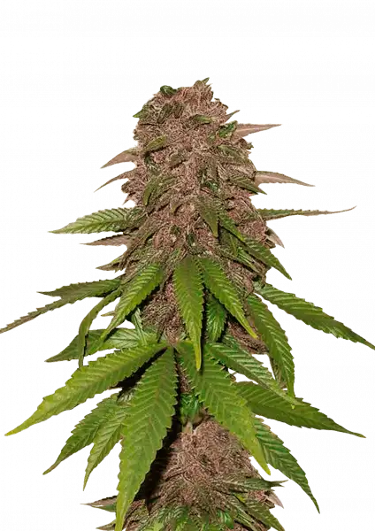 FastBuds C4 (Auto) 3 Stück