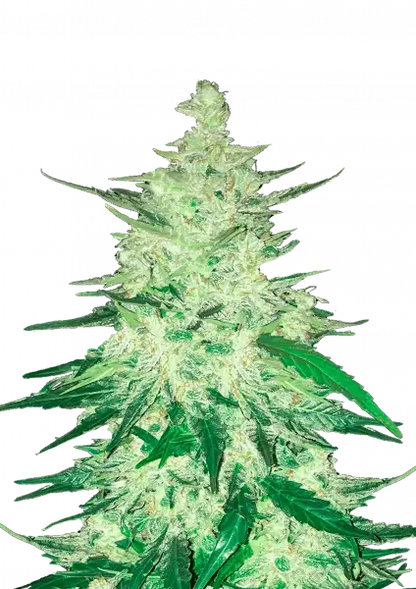 FastBuds CBD 1:1 - CBD Crack (Auto)