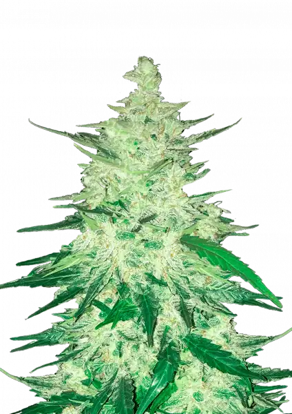 FastBuds CBD 1:1 - CBD Crack (Auto)