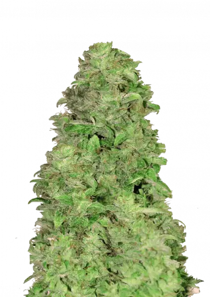 FastBuds CBD 20:1 (Auto) 3 Stück