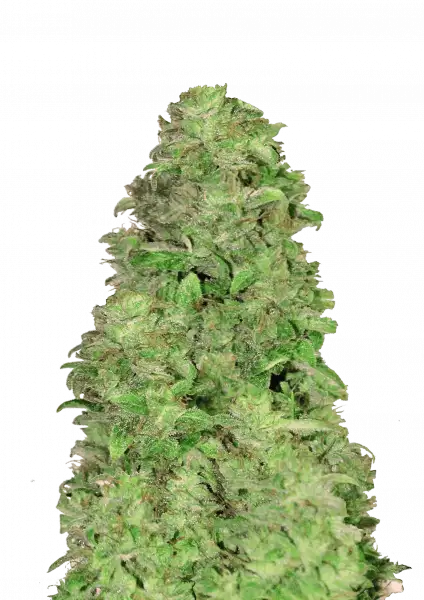 FastBuds CBD 20:1 (Auto) 3 Stück