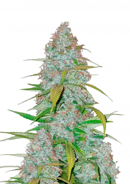 FastBuds Californian Snow (Auto) 3 Stück