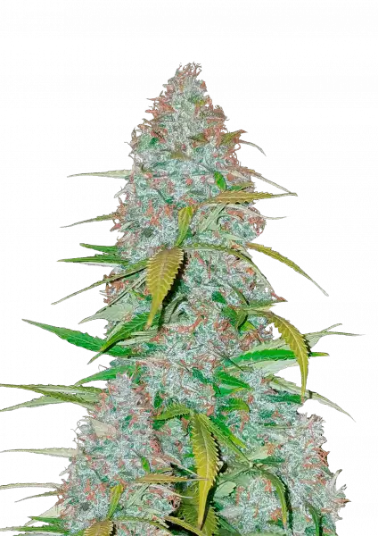 FastBuds Californian Snow (Auto) 3 Stück