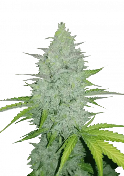 FastBuds Cheese (Auto) 3 Stück