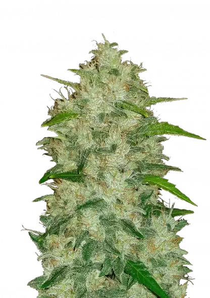 FastBuds Chemdawg (Auto) 3 Stück