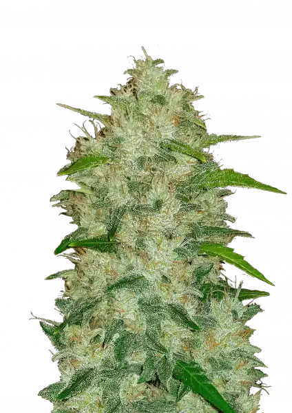 FastBuds Chemdawg (Auto) 3 Stück