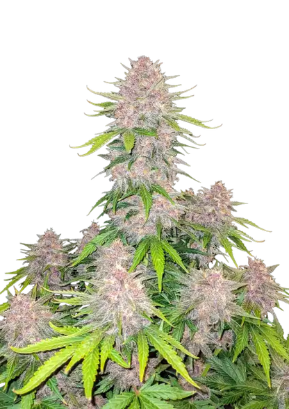 FastBuds Cherry Cola (Auto) 3 Stück