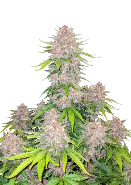 FastBuds Cherry Cola (Auto) 3 Stück