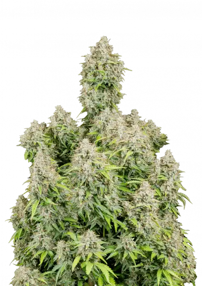 FastBuds Cinderella (Auto) 3 Stück
