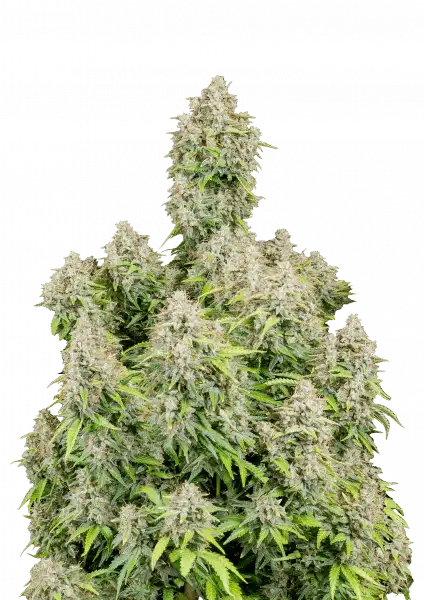 FastBuds Cinderella (Auto) 3 Stück