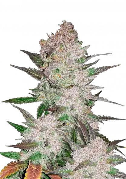 FastBuds Cream Cookies (Auto) 3 Stück