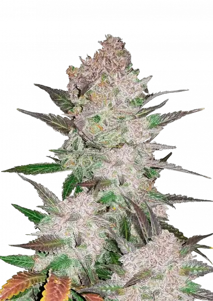 FastBuds Cream Cookies (Auto) 3 Stück