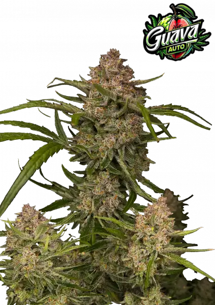FastBuds Guava (Auto) 3 Stück