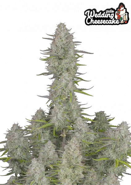 FastBuds Wedding Cheesecake (Auto) 3 Stück