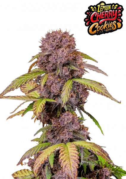 FastBuds Lemon Cherry Cookies (Auto) 3 Stück