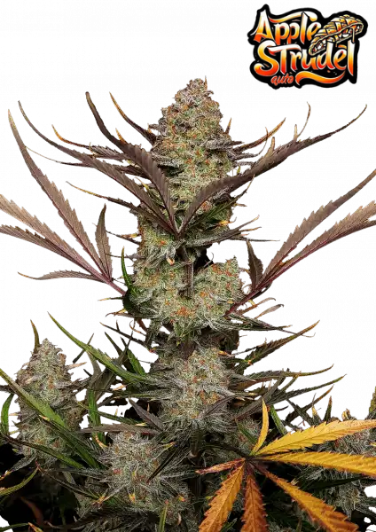 FastBuds Apple Strudel (Auto) 3 Stück