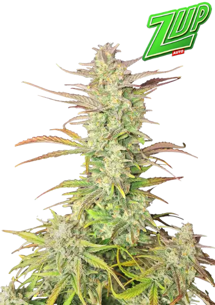 FastBuds Z-Up (Auto) 3 Stück