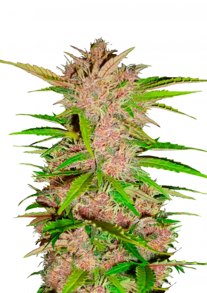 FastBuds Fastberry (Auto) 3 Stück