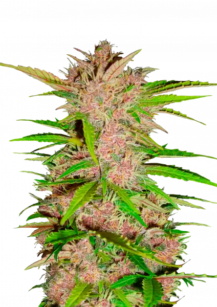 FastBuds Fastberry (Auto) 3 Stück