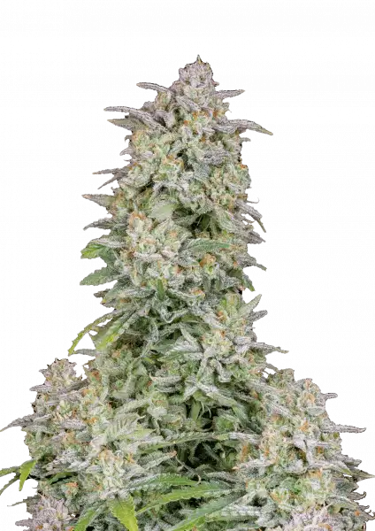 FastBuds Forbidden Runtz  (Auto) 3 Stück