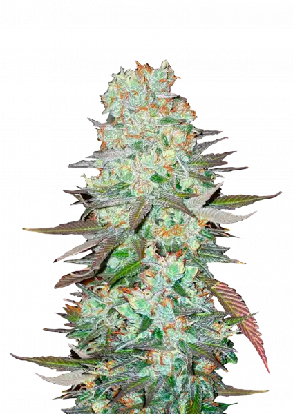 FastBuds G14 (Auto) 3 Stück