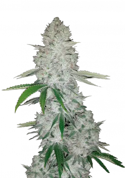 FastBuds Gorilla (Auto) 3 Stück