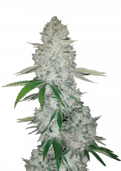 FastBuds Gorilla (Auto) 3 Stück