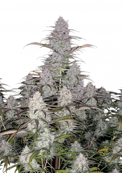 FastBuds Green Crack (Auto) 3 Stück