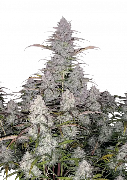 FastBuds Green Crack (Auto) 3 Stück