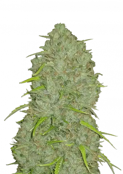 FastBuds Jack Herer (Auto) 3 Stück