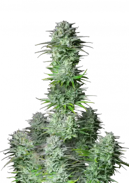 FastBuds Kosher Cake (Auto) 3 Stück