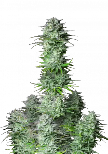 FastBuds Kosher Cake (Auto) 3 Stück