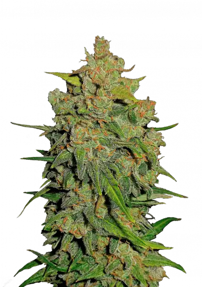 FastBuds Lemon AK (Auto) 3 Stück
