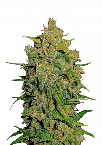 FastBuds Lemon AK (Auto) 3 Stück
