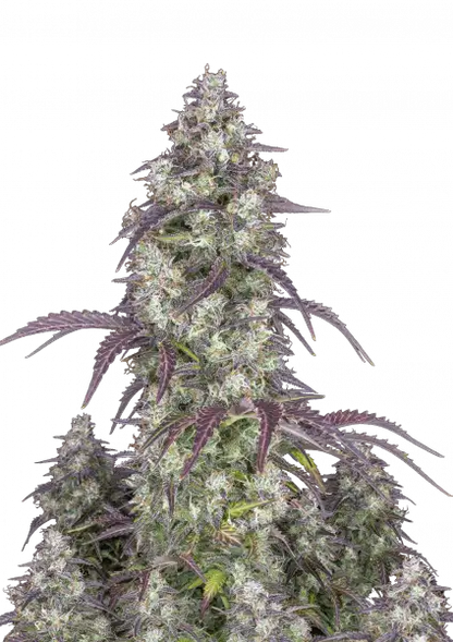 FastBuds Lemon Pie (Auto) 3 Stück