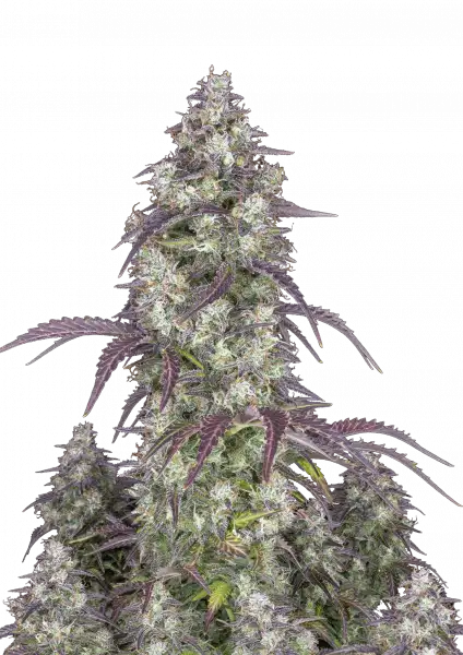 FastBuds Lemon Pie (Auto) 3 Stück