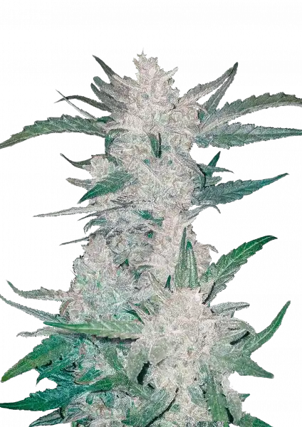 FastBuds Mexican Airlines (Auto) 3 Stück