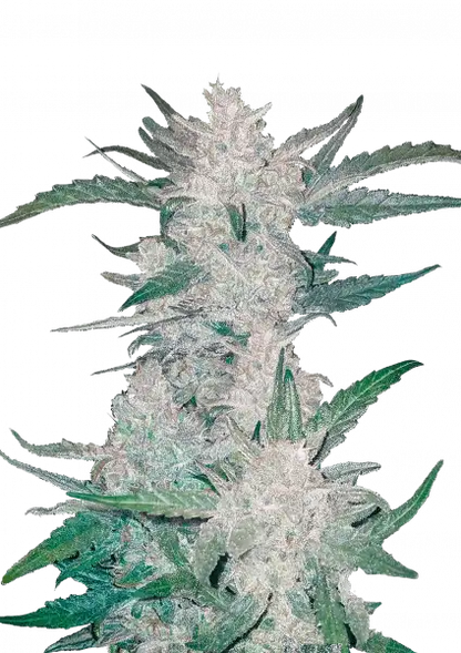FastBuds Mexican Airlines (Auto) 3 Stück