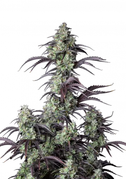 FastBuds Mimosa Cake (Auto) 3 Stück