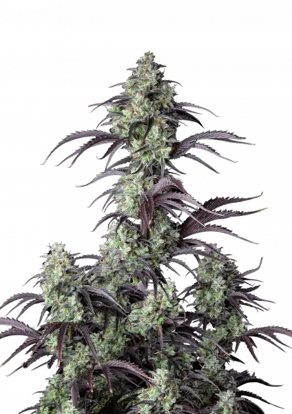 FastBuds Mimosa Cake (Auto) 3 Stück