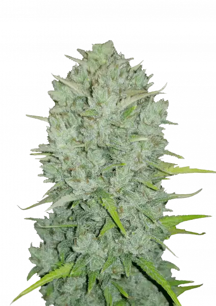 FastBuds Northern Lights (Auto) 3 Stück