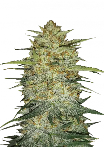 FastBuds OG Kush (Auto) 3 Stück