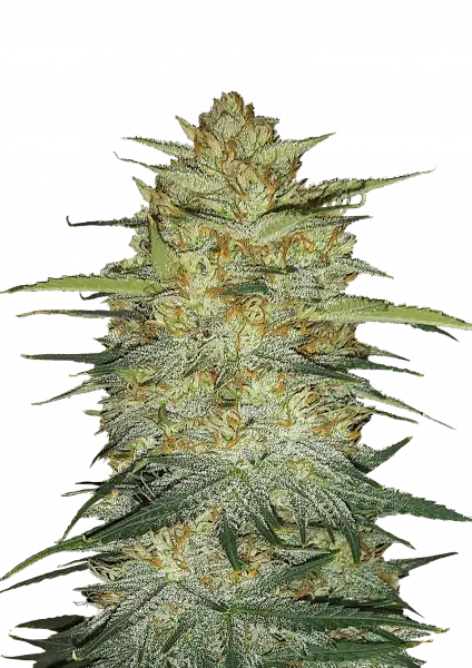 FastBuds OG Kush (Auto) 3 Stück