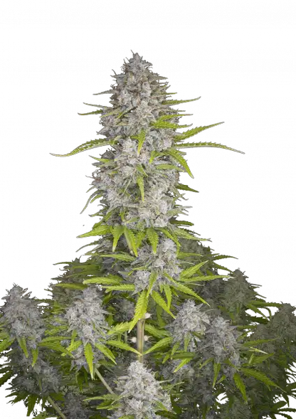 FastBuds Orange Sherbet (Auto) 3 Stück
