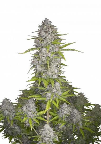 FastBuds Orange Sherbet (Auto) 3 Stück