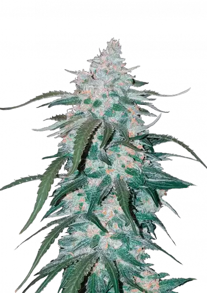 FastBuds Pineapple Express (Auto) 3 Stück