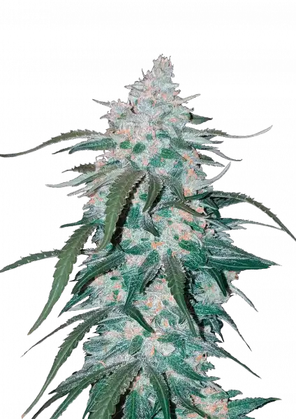 FastBuds Pineapple Express (Auto) 3 Stück