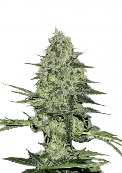 FastBuds Rhino Ryder (Auto) 3 Stück